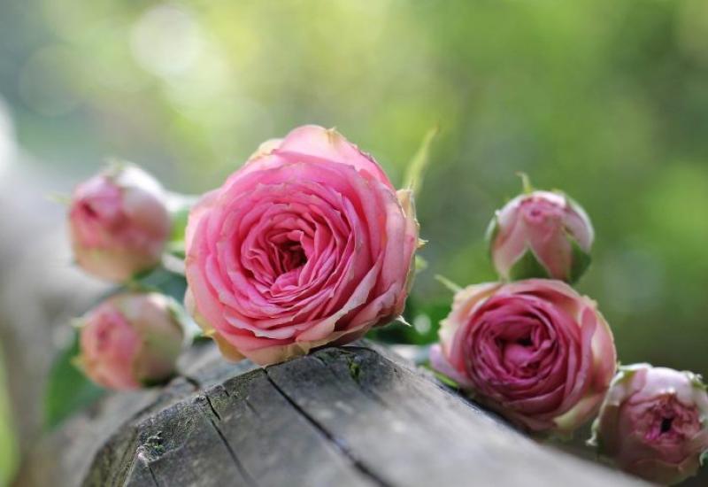 Važno je da ruže intenzivno zalijevate u vrijeme sadnje grma ruže - Kako posaditi i uspješno uzgajati mini ruže u teglama