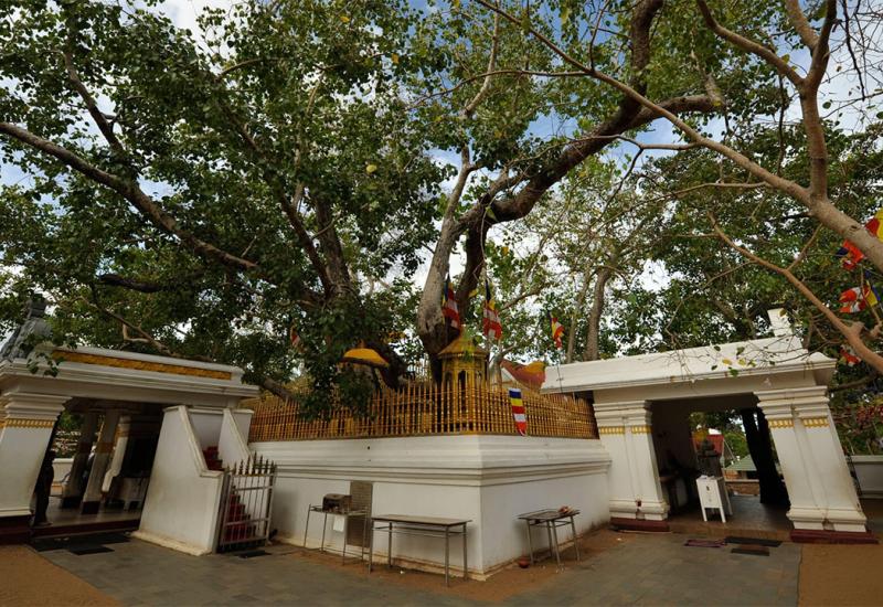 Sveto drvo u Šri Lanki - Šala koja je skupo stajala zemlju 