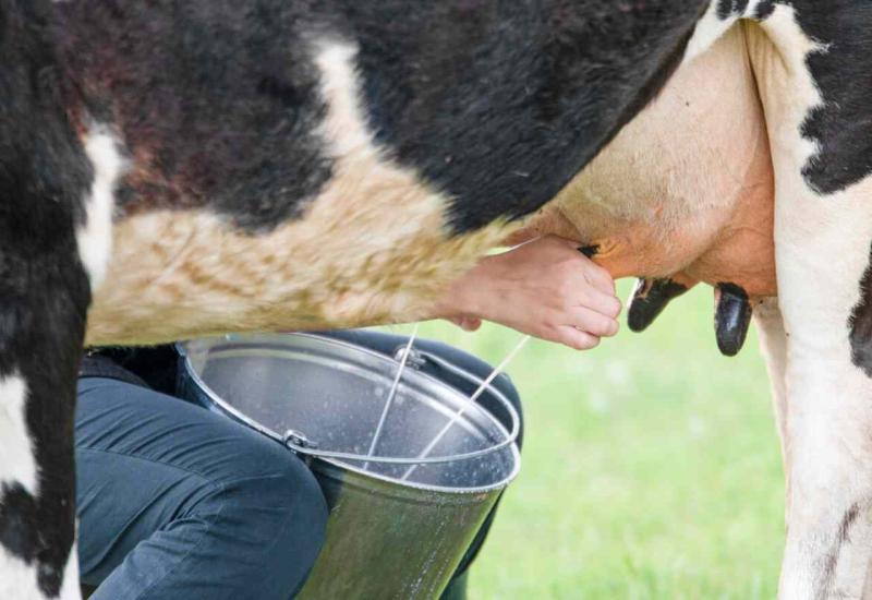Uvozimo tuđe mlijeko dok domaćim farmama prijeti zatvaranje 