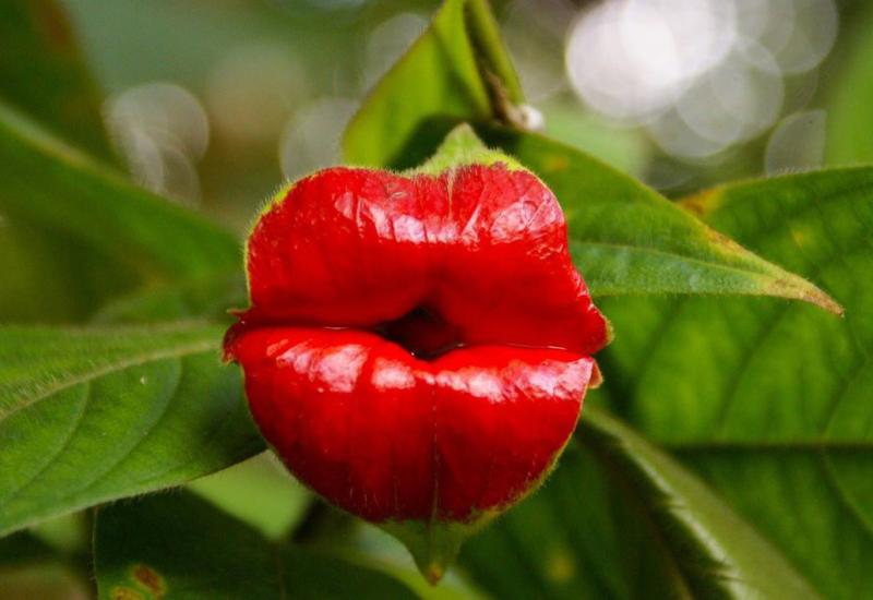 Vruće usne: Ovo je pravi cvijet, a svojstva su mu psihodelična 