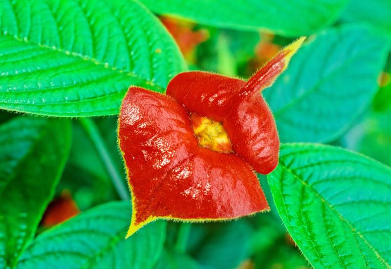 Vruće usne imaju psihodelična svojstva - Ovo je pravi cvijet naziva 