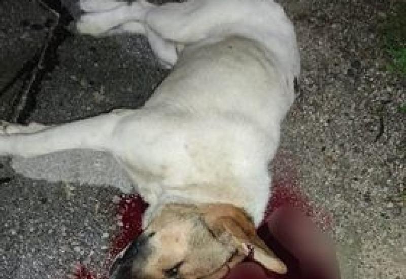 Ubojstvo psa u centru grada - Uznemirujuće: Kroz prozor automobila namamio psa, izvadio pištolj i upucao ga u glavu