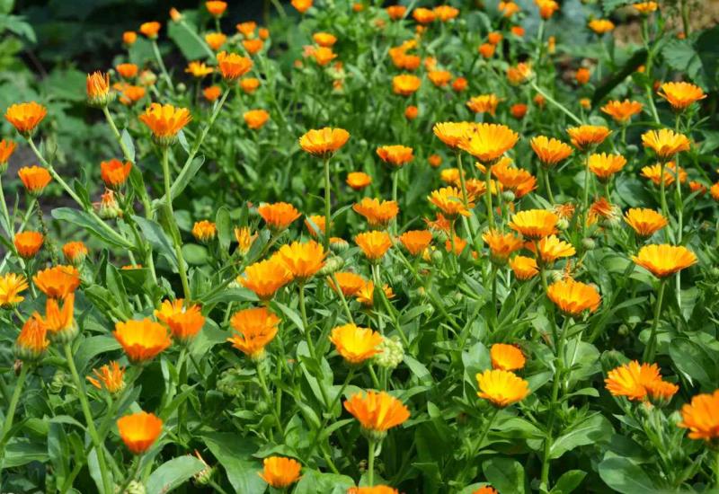Neven - 5 vrsta cvijeća koje štiti vrt