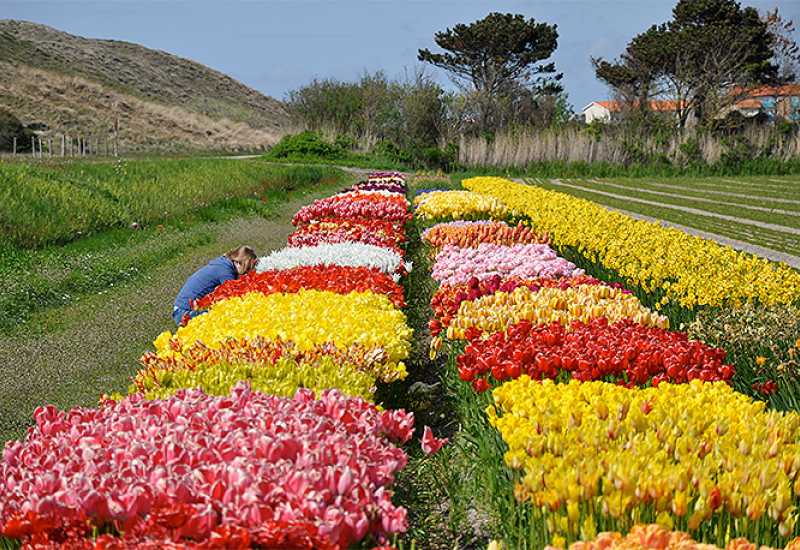 Zbog koronavirusa Nizozemci uništili milijune cvjetova