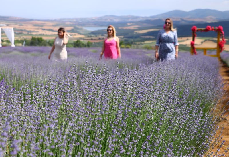 Dani lavande privlače veliki broj zaljubljenika u ovu biljku: Svi žele savršenu fotografiju