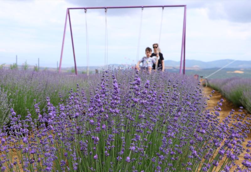 Dani lavande privlače veliki broj zaljubljenika u ovu biljku: Svi žele savršenu fotografiju