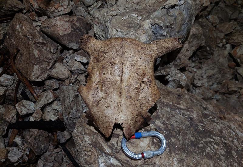 Volova lubanja u jami | Foto: Speleološko Društvo Mijatovi Dvori - Duvnjak zatražio da mu iz jame izvade rogove vola kojeg je izgubio prije 67 godina
