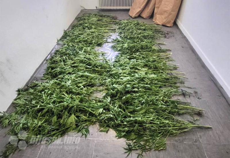 Rasle uz Neretvu - Policija 'ubrala' 78 stabljika marihuane