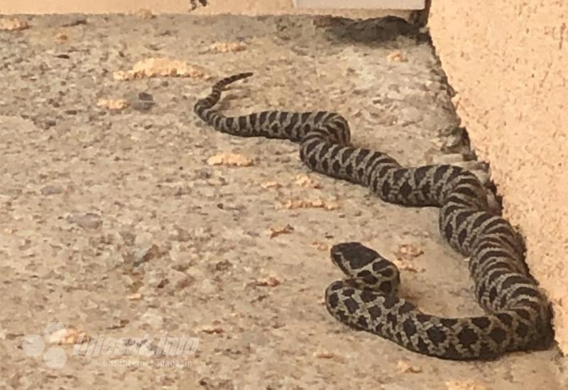 Najezda zmija u Hercegovini: U Čapljini uhvaćene riđovke u blizini obiteljskih kuća