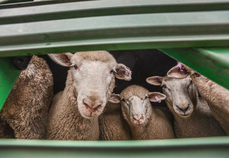 ŽZH isplatila više od pola milijuna KM poticaja za animalnu proizvodnju 