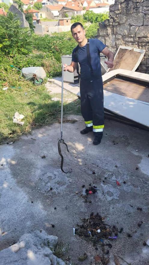 Pripadnici PVJ Mostar uhvatili zmiju - Mostarski vatrogasci uhvatili još jednu zmiju u obiteljskoj kući