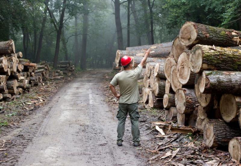 Neuređeno stanje u šumskom sektoru odgovara određenim interesnim lobijima i lokalnim moćnicima - Šume u Federaciji: Sektor koji je na dobrom putu da postane najkorumpiraniji