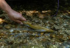 Istraživanje riblje populacije u rijeci Buni pokazat će pravo stanje mekousne pastrmke