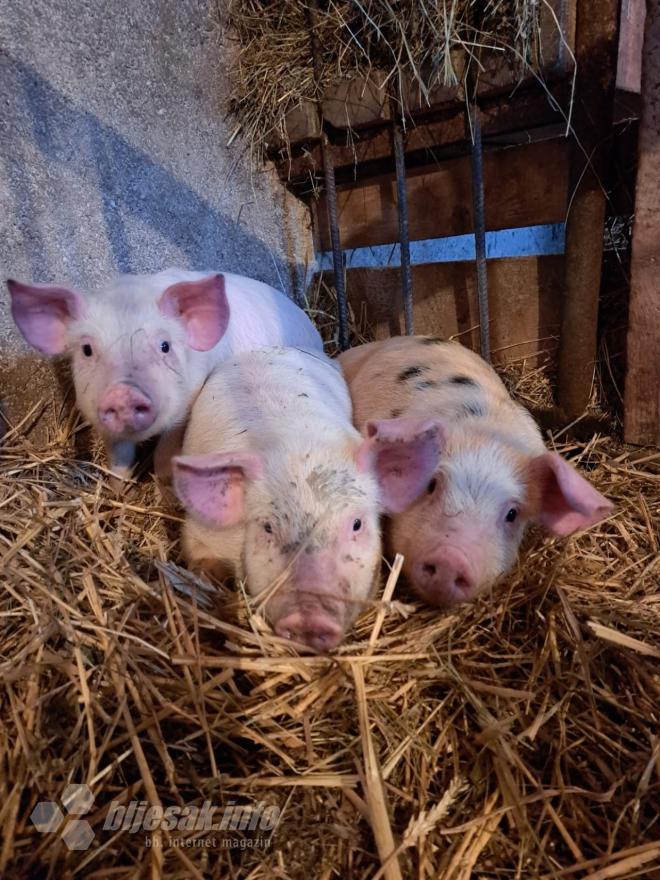 Svinje - Vlada FBiH o posljedicama svinjske kuge: Naknada svim oštećenim vlasnicima 
