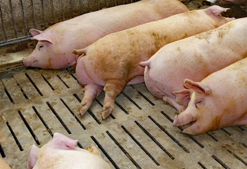 U BiH zbog afričke svinjske kuge eutanazirano više od 25 tisuća životinja