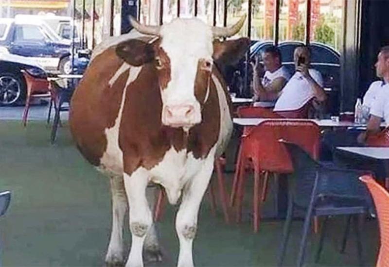 Krava ušetala na terasu kafića u Hercegovini