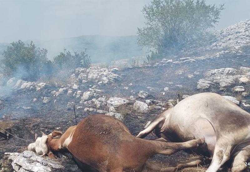 Na istoku Hercegovine od strujnog udara stradale krave - Na istoku Hercegovine od strujnog udara stradale krave