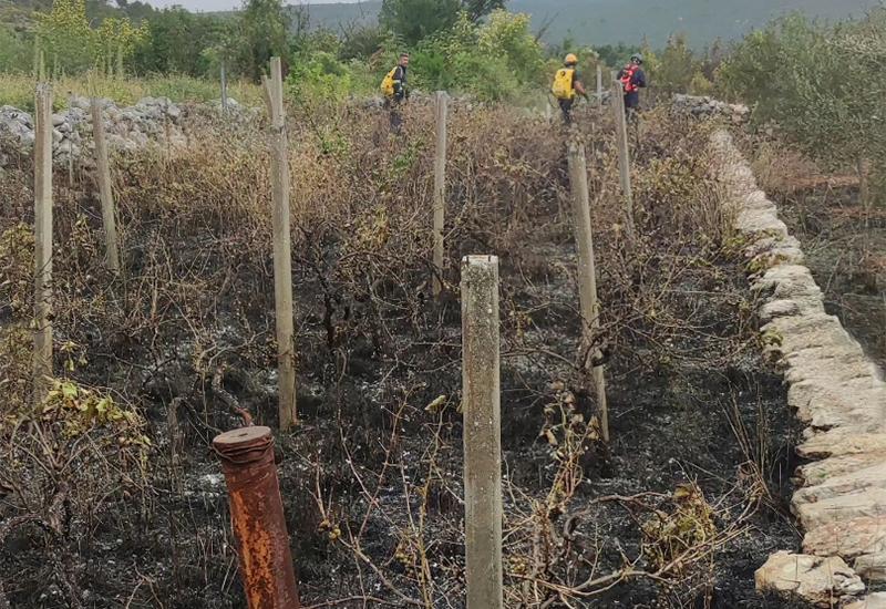 Požar u Trebižatu - Čapljina: U požaru stradali maslinici i vinogradi
