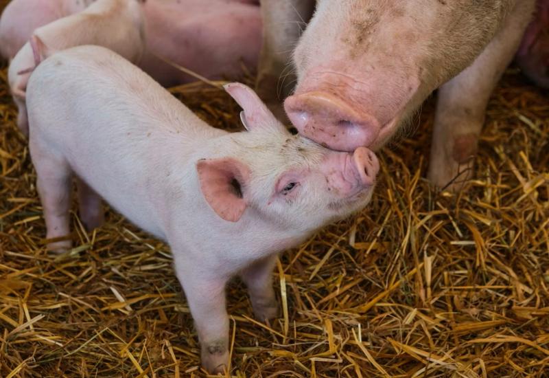 Farmeri očajni: Eutanazija za još 1.400 svinja 
