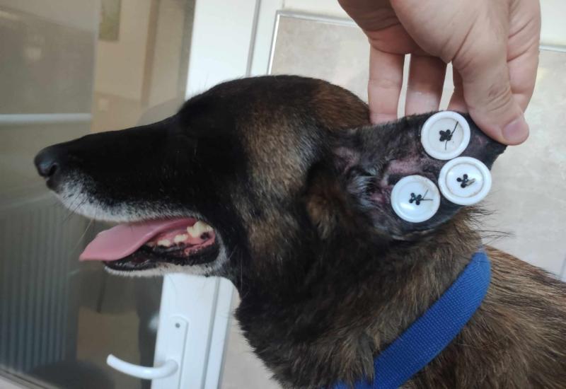 Bh. veterinar objasnio - Zašto psi nose dugmad na ušima? 