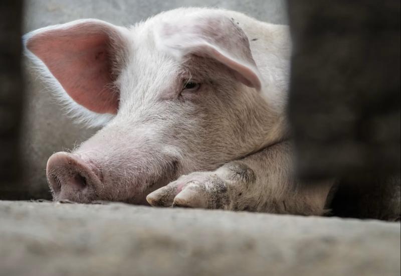 Hrvatska najgora u EU po širenju svinjske kuge