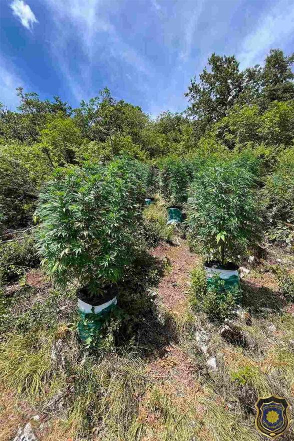 Plantaža marihuane u Konjicu - Dvojica uhićenih, jedan u bijegu: Pali zbog  plantaža konoplje na području Konjica