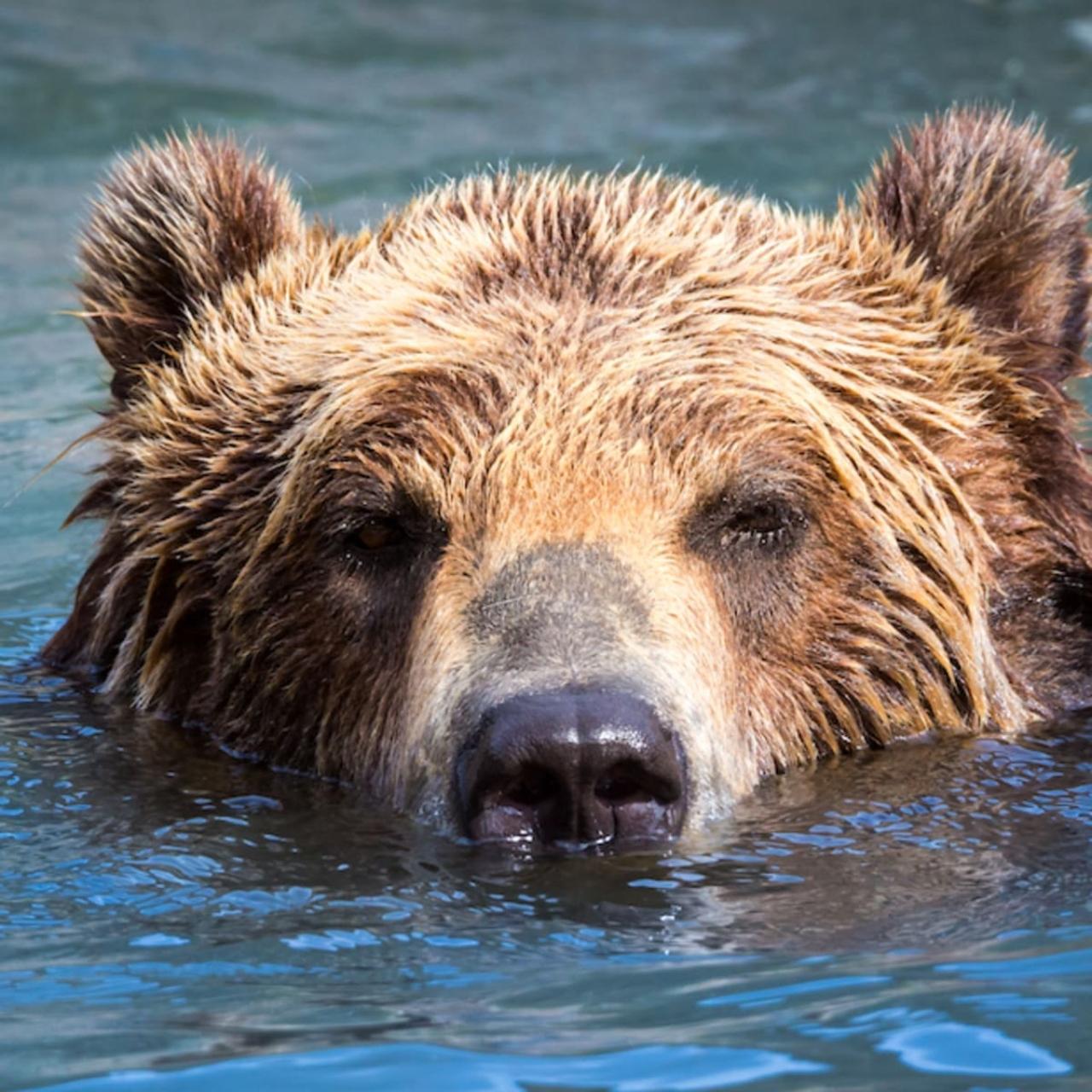 Medvjed u vodi - VIDEO | Medo se rashladio u Drini 