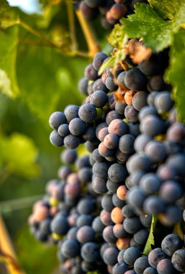 Grožđe u vinogradu - VIDEO | Vinogradari ne pamte težu godinu 