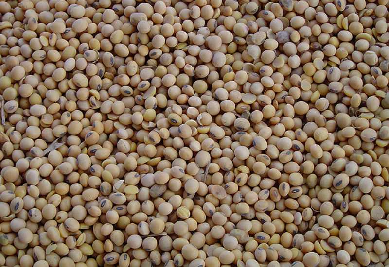  - BiH uvela genetski modificiranu soju na tržište zbog nestašice stočne hrane