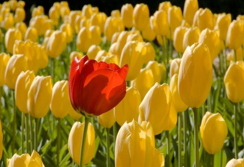 Crveni i žuti cvijetovi  - 15 provjerenih načina da održite zdrave međuljudske odnose 