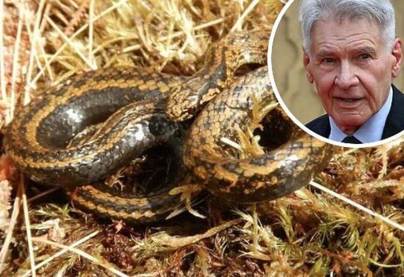 Novootkrivena vrsta zmije dobila ime po glumcu Harrisonu Fordu