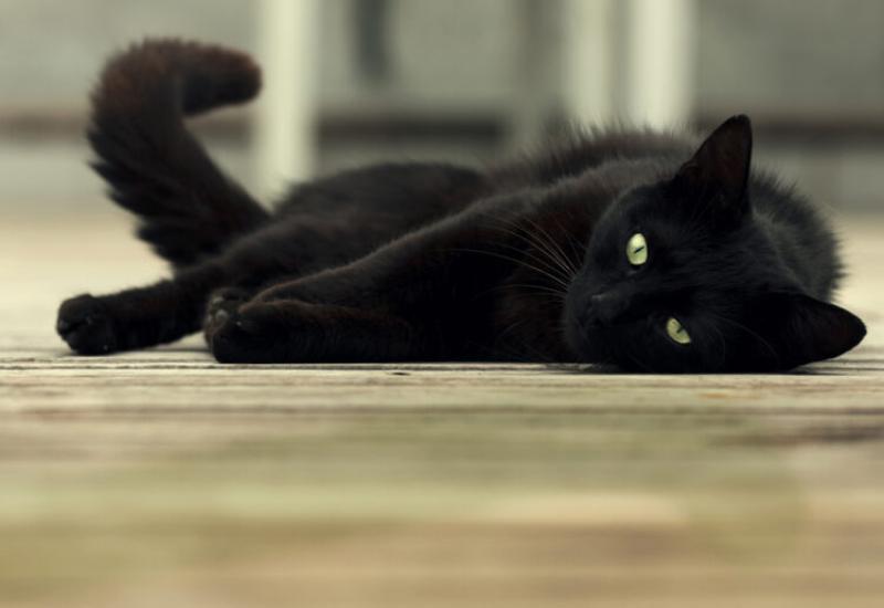 Međunarodni dan crnih mačaka- 5 razloga zašto su sjajni kućni ljubimci