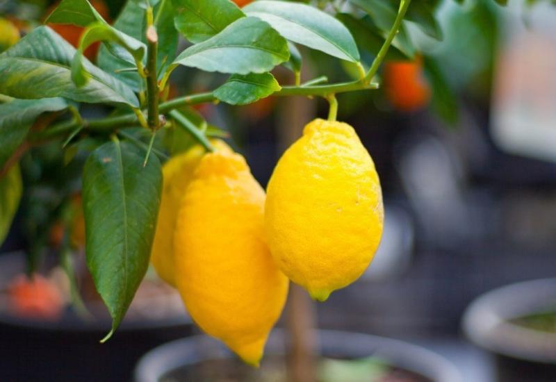 Pronađite na svom balkonu mjesto za naranču i limun