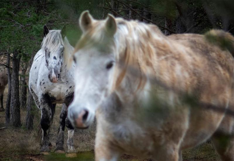 Ranč Crna Stina je ujedno i rehabilitacijski centar za konje - Livno sve privlačnije | Dolaze radi divljih konja, ostaju radi prirodnih ljepota