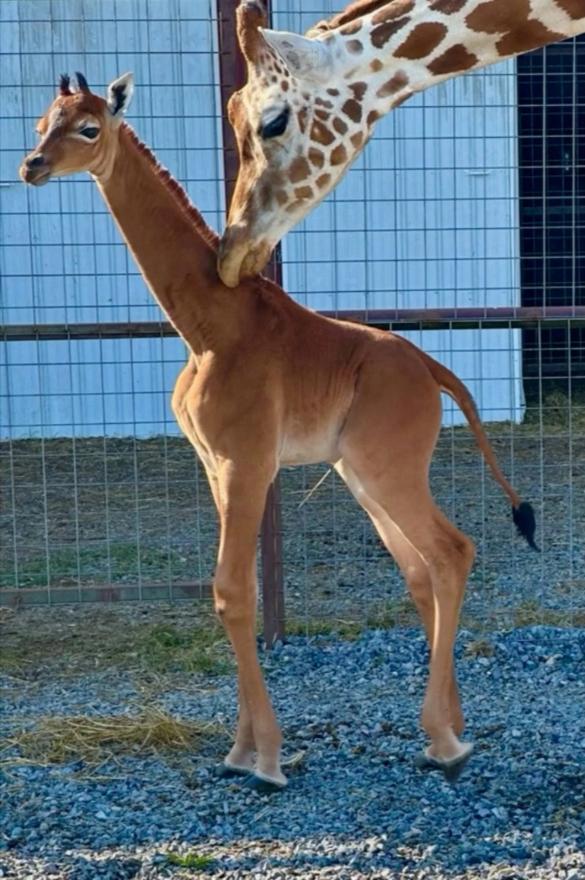 Jednobojna žirafa - Jeste li ikada vidjeli žirafu bez pjega? 