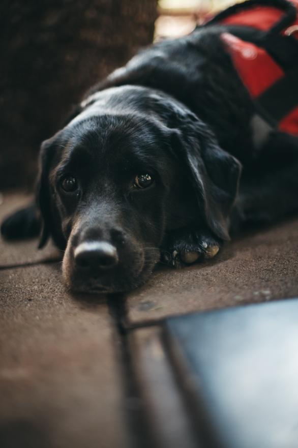 Labradorica Irma - terapijski pas - Hoćemo li i mi prihvatiti psa s važnim zadatkom?