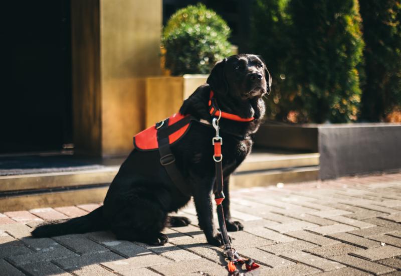 Labradorica Irma - terapijski pas - Hoćemo li i mi prihvatiti psa s važnim zadatkom?