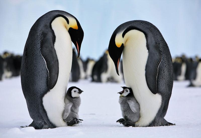 Carski pingvini ugroženi - Nema leda!