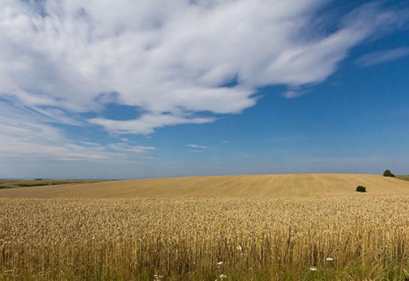 Pet država s istoka Europe želi produžetak zabrane uvoza ukrajinskog žita