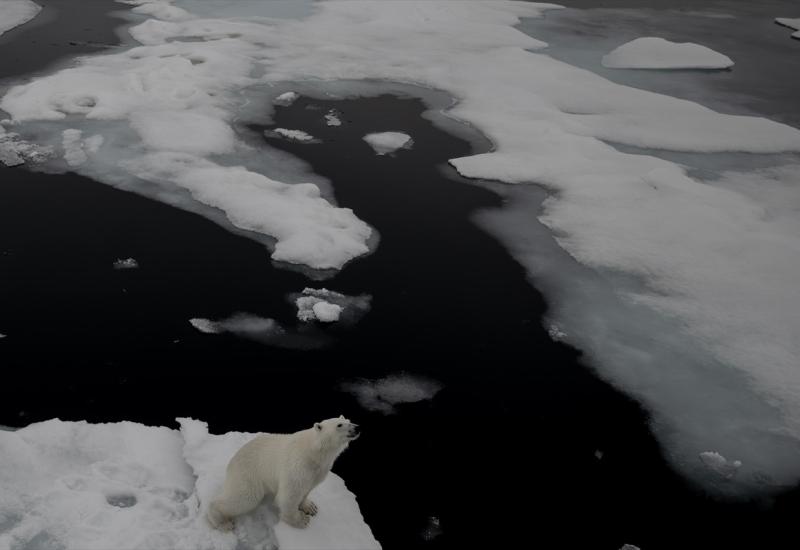 Sjeverni pol - dom polarnih medvjeda koji nestaje otapanjem