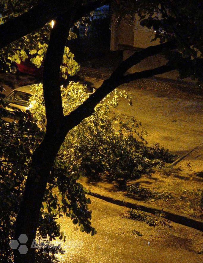 Oboreno stablo u Mostaru - Nevrijeme u Hercegovini: U Pologu grom udario u kuću, velik broj oborenih stabala