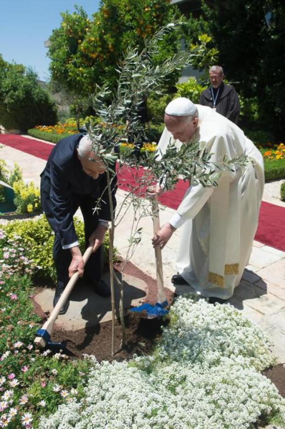 Papa Franjo sadi maslinu  - Papa pozvao na okončanje 