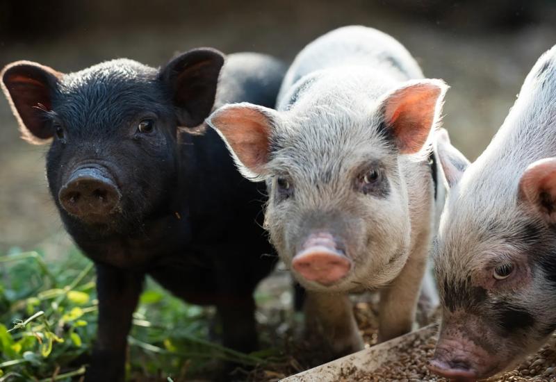 Eutanizirano više od 44 tisuće svinja 
