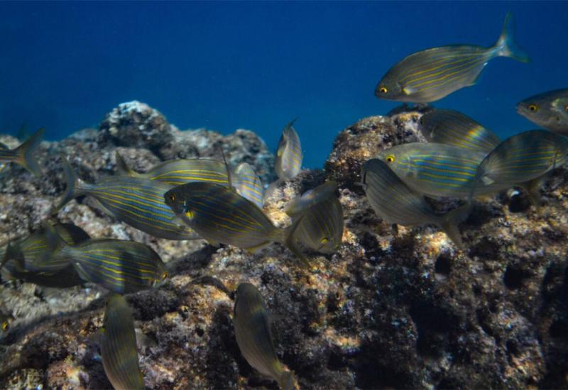 Znanstvenici zabrinuti: Morske ribe se smanjuju