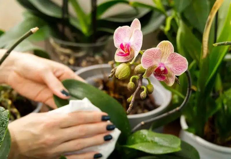 Foto: oceanorchids.si - Treba vam ideja za sljedeći izlet - Posjetite raskošan vrt prepun nježnih orhideja