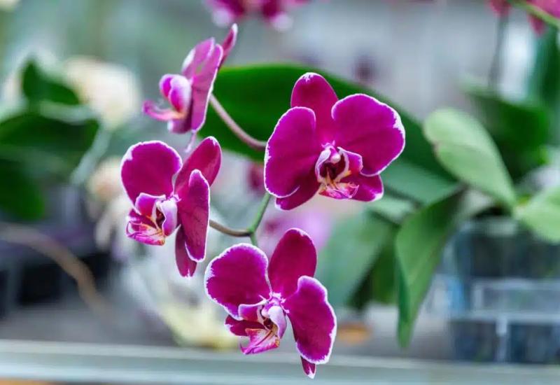 Treba vam ideja za sljedeći izlet - Posjetite raskošan vrt prepun nježnih orhideja