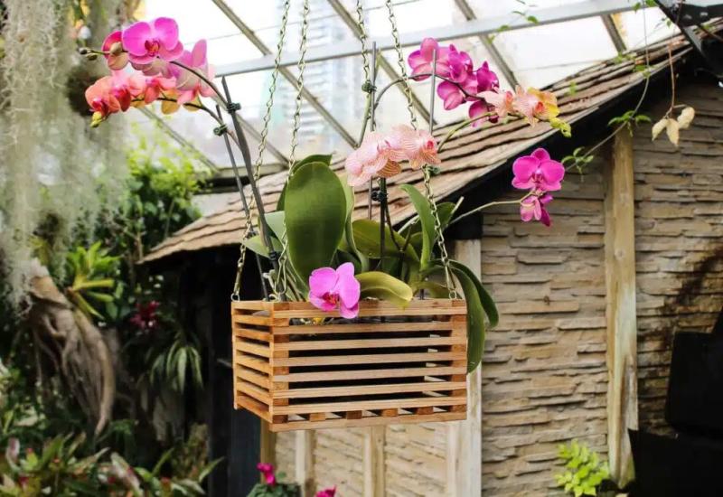 Treba vam ideja za sljedeći izlet - Posjetite raskošan vrt prepun nježnih orhideja