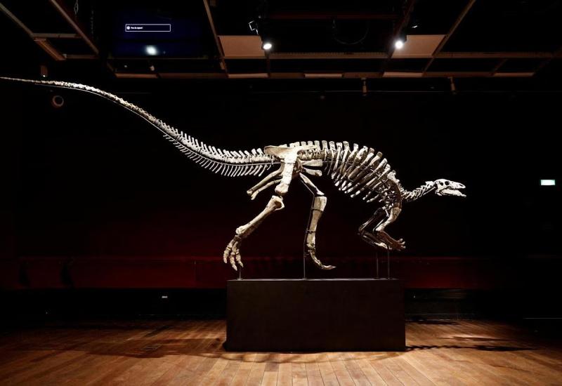 Dobro očuvan kostur dinosaura  mogao bi biti prodan za 1,2 milijun eura