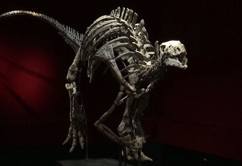 Skelet dinosaurusa star 150 milijuna godina bit će na aukciji