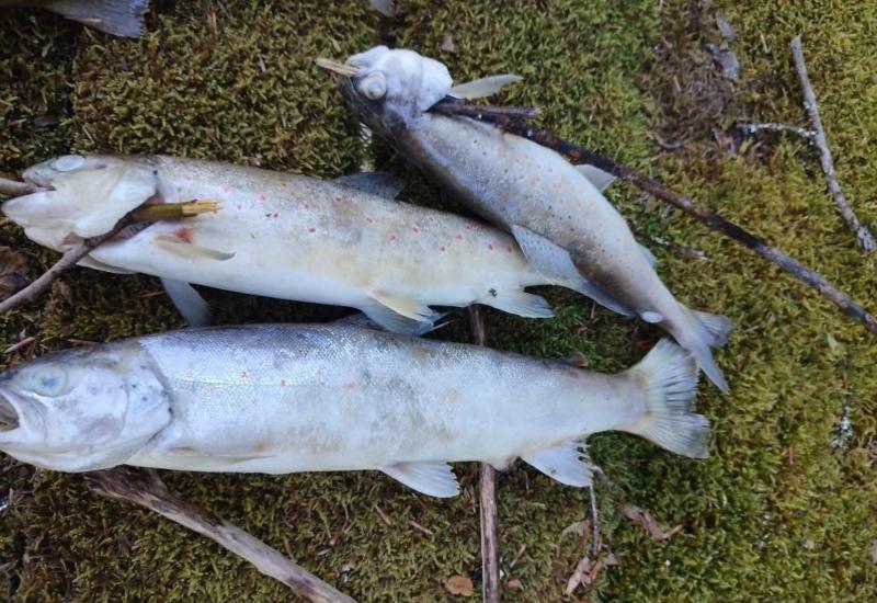 Pomor ribe u Neretvi: Upozorenje znanstvenika se ostvaruje